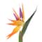 12 Pack: Yellow Bird of Paradise Stem by Ashland®